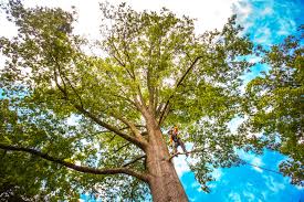 Tree and Shrub Care in Marinette, WI