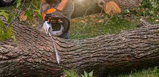 Best Tree Health Inspection  in Marinette, WI