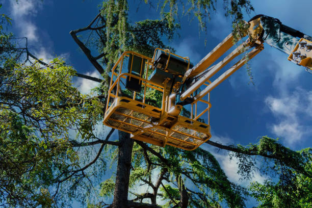 Professional Tree Services in Marinette, WI