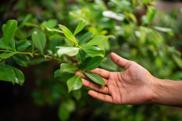 Best Commercial Tree Services  in Marinette, WI