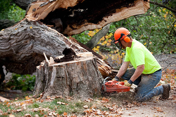 Best Tree Maintenance Programs  in Marinette, WI