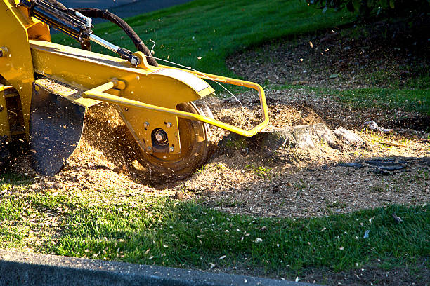 How Our Tree Care Process Works  in  Marinette, WI